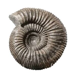 Ammonite